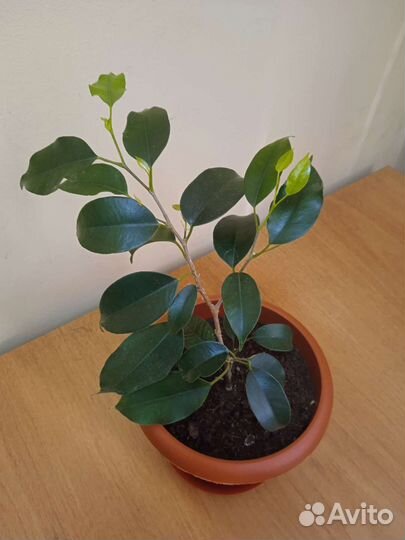 Фикус Бенджамина