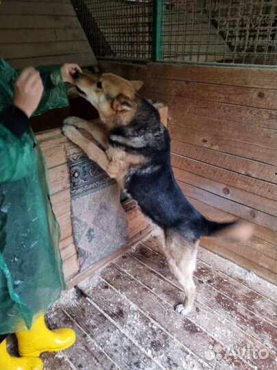 Пес Феникс из приюта ждет своего человека