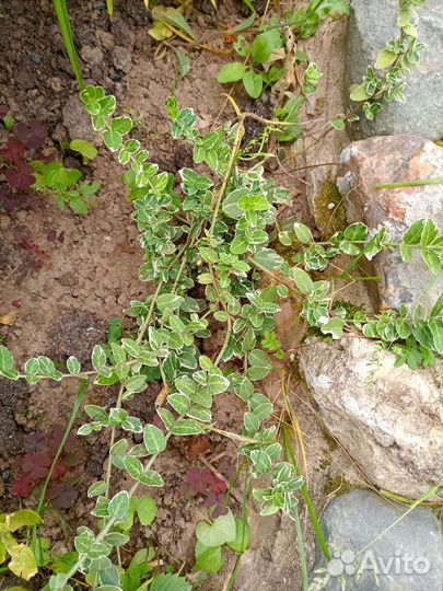 Многолетники