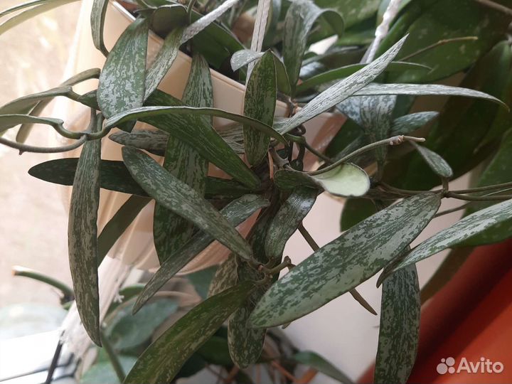 Хойя разные сорта