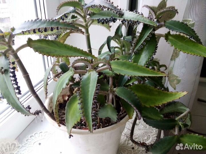 Алоэ/ коланхоэ