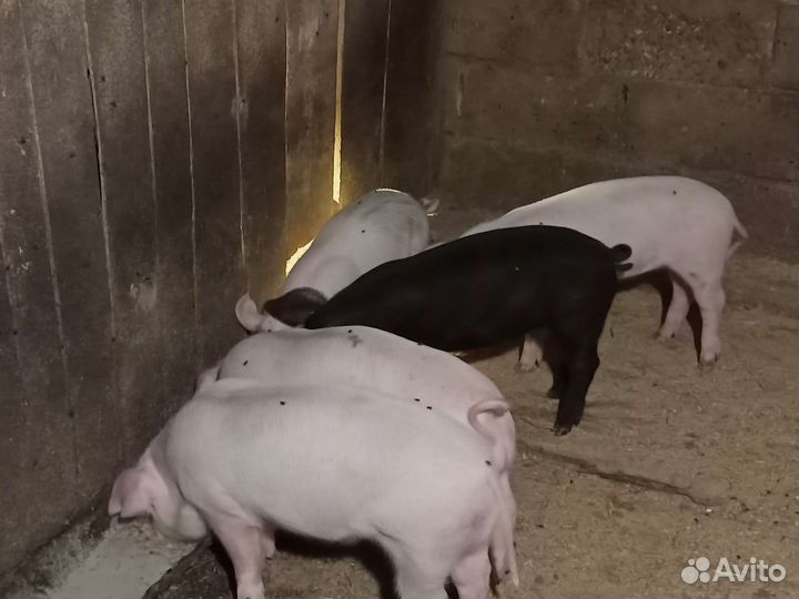 Поросенок ландрас чурок