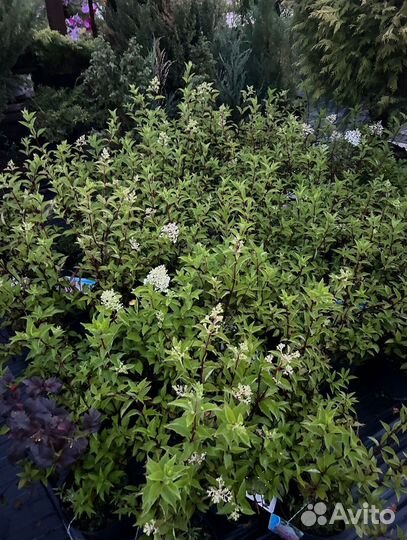 Декоративные растения