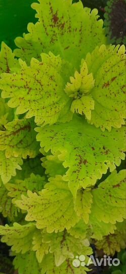 Колеусы сортовые