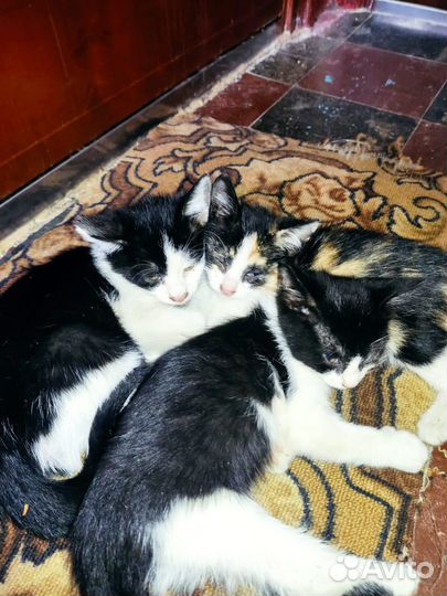 Куку я здесь