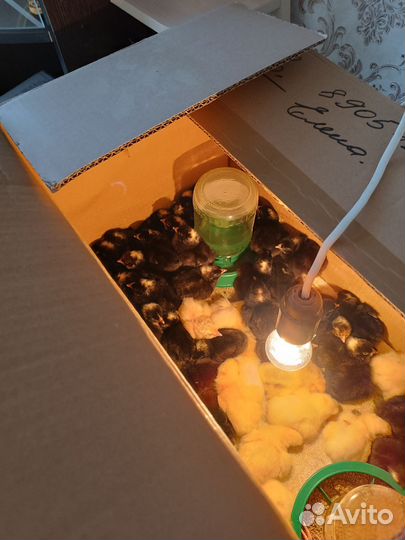 Утята подрощенные индюшата