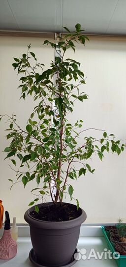 Фикус бенджамина