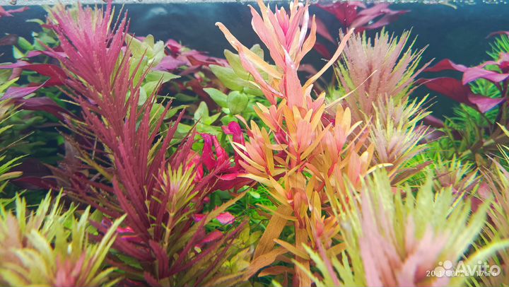 Аквариумные растения