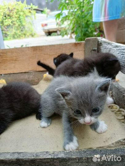 Отдам котят