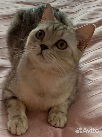 Шотландская кошка вязка