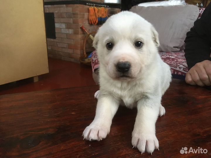 Собаки щенки