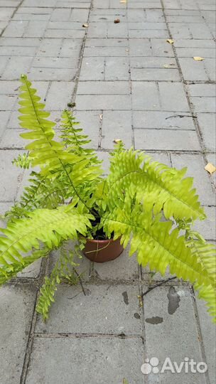 Папоротник вариегатный