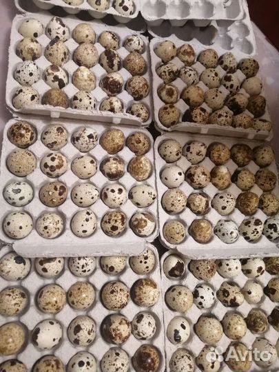 Яйца перепелиные домашние