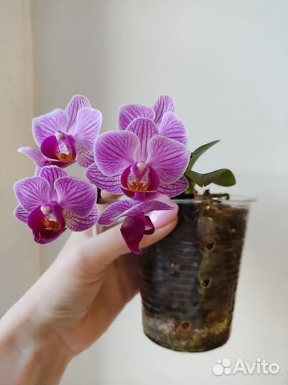 Орхидеи сортовые