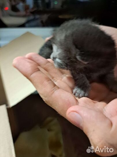 Вислоухие котята