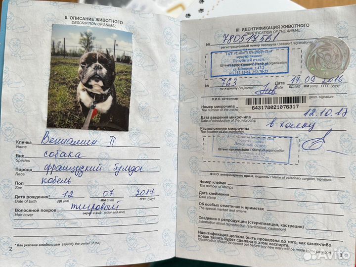 Французский бульдог отдам в добрые руки