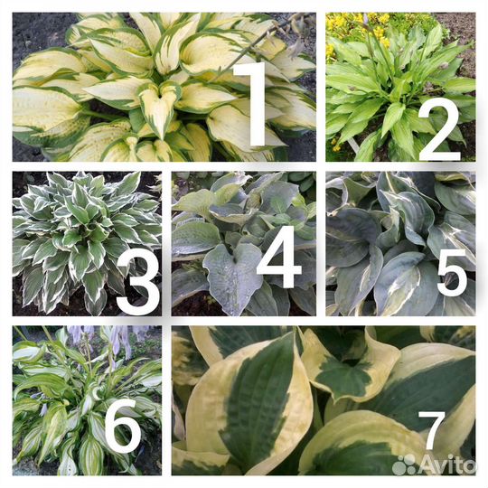 Многолетники для сада