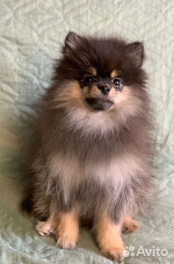 Померанский шпиц домашние любимцы