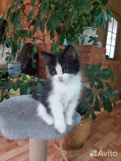 Кошечка в добрые руки