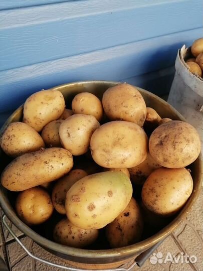 Картошка продажа