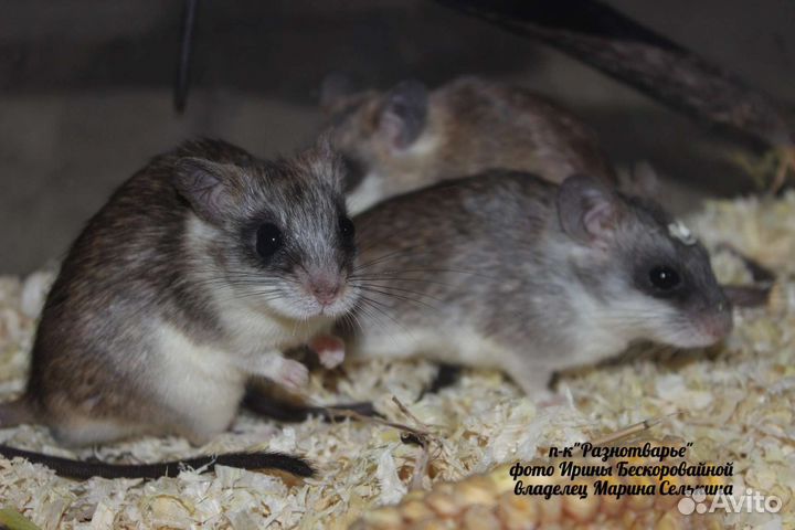 Талломисы и полевой хомяк