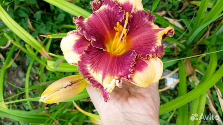 Лилейники Хе Маджестик