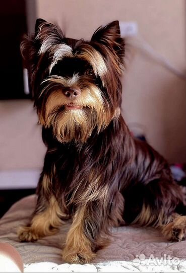 Вязка Йоркширский терьер