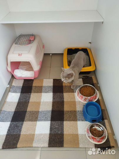 Гостиница для кошек