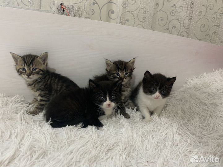 Котята в добрые руки 1 месяц