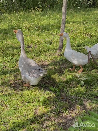 Холмогорские гуси