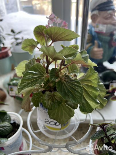 Цветы комнатные