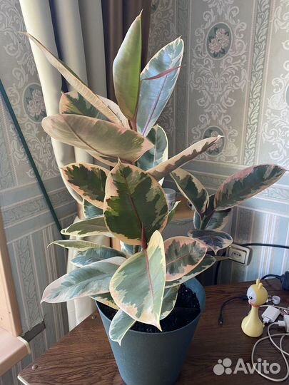 Фикус эластика тинеке