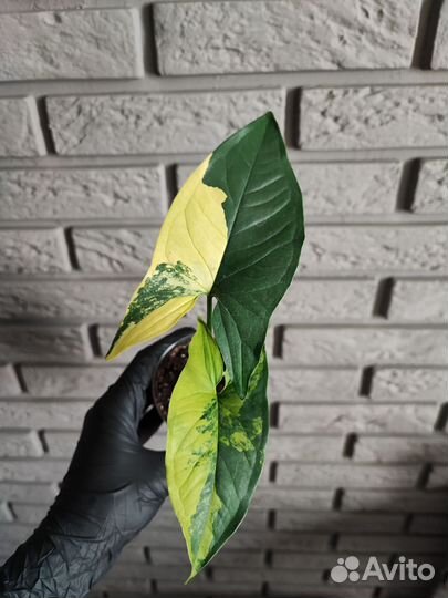 Сингониумы