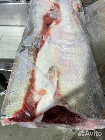 Тихоокеанский лосось - кета