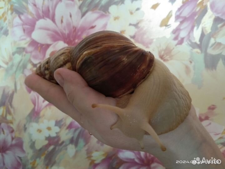 Улитки ахатины бесплатно