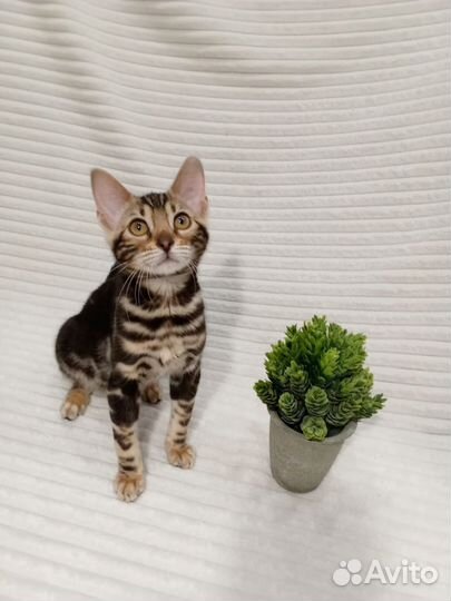 Бенгальский котенок девочка