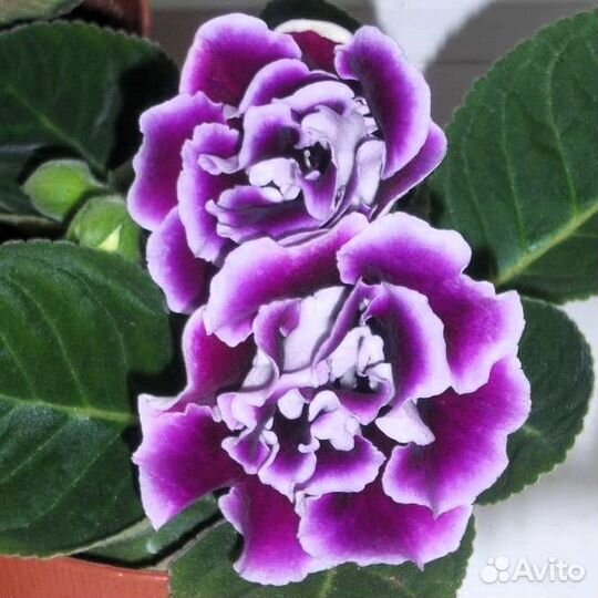 Глоксинии детки махровые