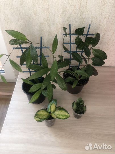 Хойи сортовые