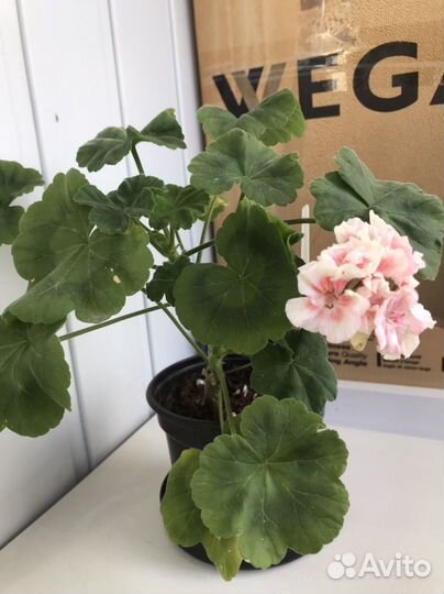 Пеларгония герань