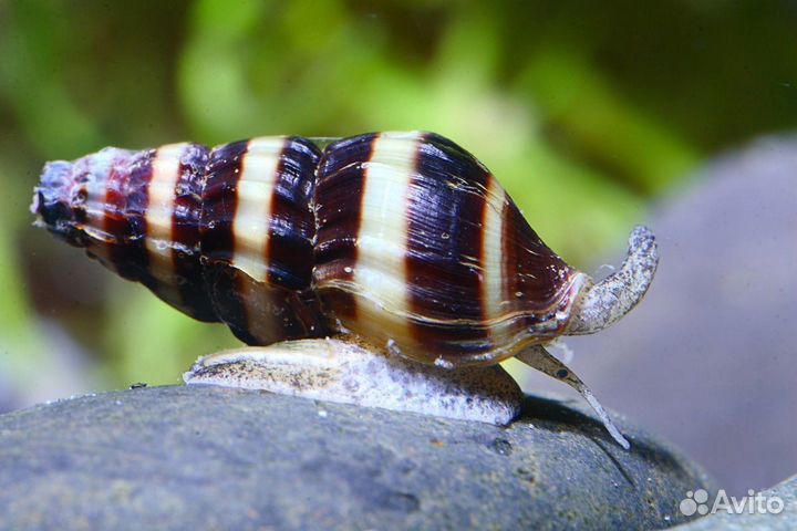 Улитка хелена