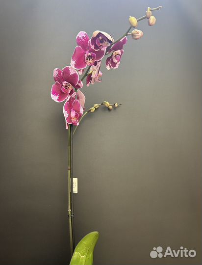 Орхидея фаленопсис
