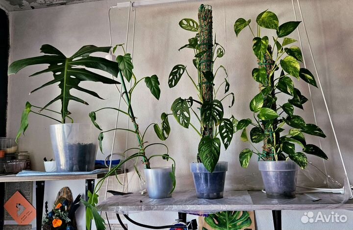 Коллекция растений. монстеры, эпипремнум, каладиум