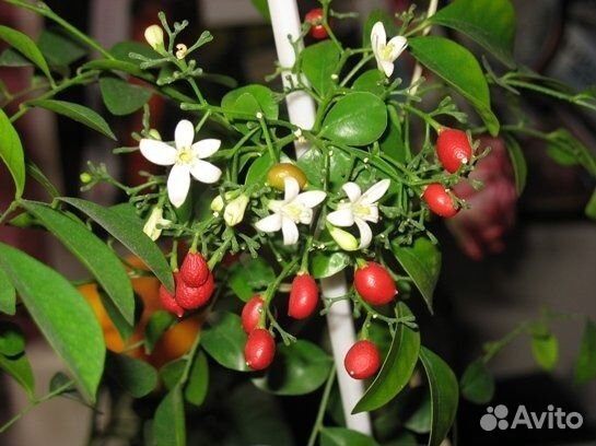 Мурайя метельчатая