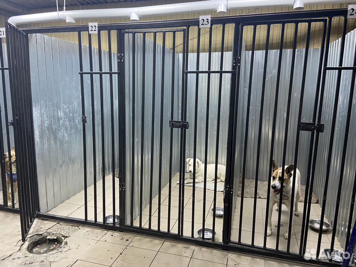 Передержка животных