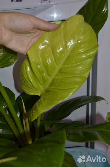 Филодендрон ruay thong