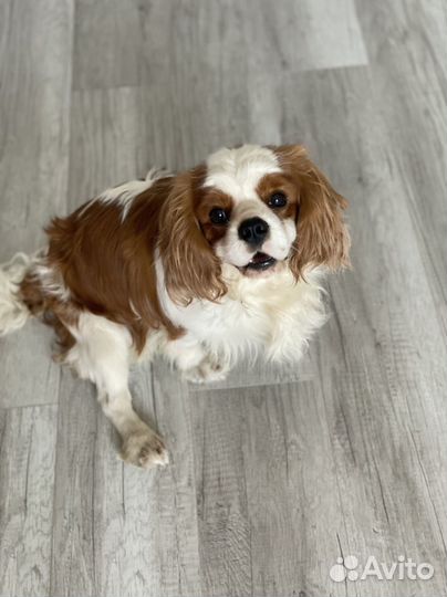 Кинг чарльз спаниель кобель вязка