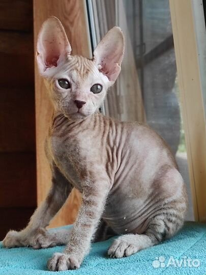 Донской сфинкс котята