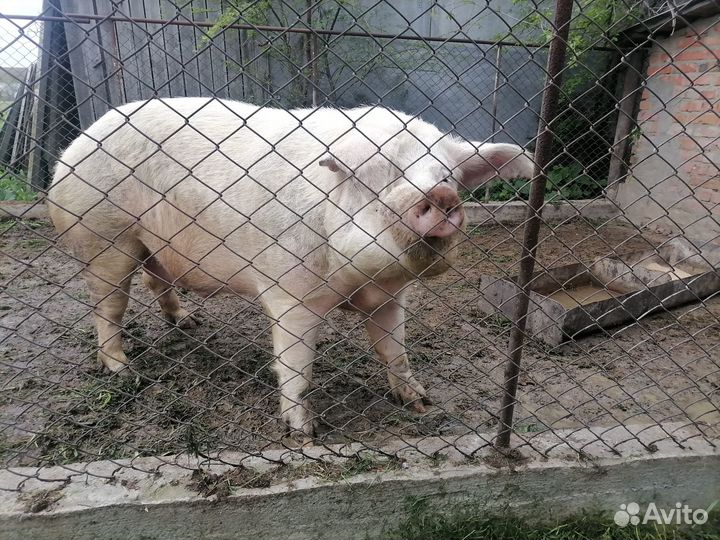 Продам кабана на племя