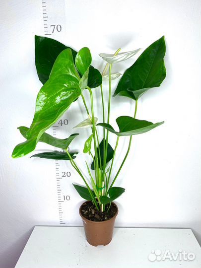 Антуриум Аляска