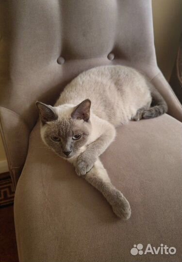 На поиск дома 12 часов